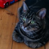 Bobby