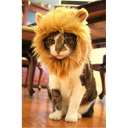 Catlion